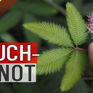 TOUCH ME NOT PLANT at Home | How to Grow Care and Propagate the Mimosa Pudica Plant in English
