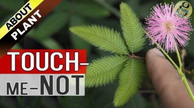 TOUCH ME NOT PLANT at Home | How to Grow Care and Propagate the Mimosa Pudica Plant in English