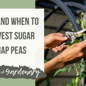 How and When to Harvest Sugar Snap Peas