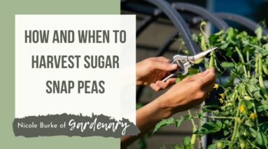 How and When to Harvest Sugar Snap Peas