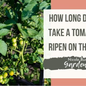 How Long Does It Take a Tomato to Ripen on the Vine