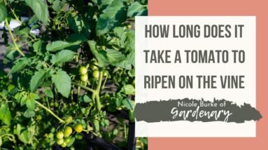 How Long Does It Take a Tomato to Ripen on the Vine