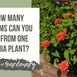 How Many Blooms Come from One Zinnia