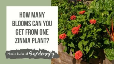 How Many Blooms Come from One Zinnia