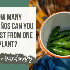 How Many Jalapeños Can You Harvest From One Plant?