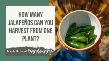 How Many Jalapeños Can You Harvest From One Plant?