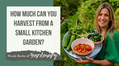 How Much Can You Harvest from a Small Kitchen Garden?