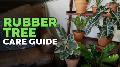 How to Care for The Rubber Tree Plant (Ficus elastica)
