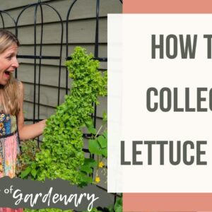 How to Collect Lettuce Seed