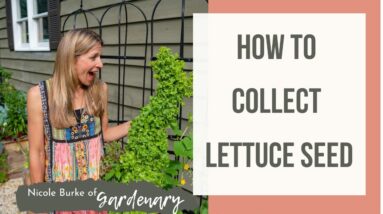 How to Collect Lettuce Seed