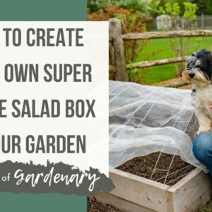 How to Create Your Own Super Simple Salad Box in Your Garden