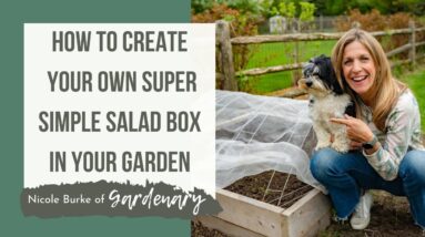 How to Create Your Own Super Simple Salad Box in Your Garden