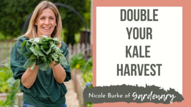 How to Double Your Organic Kale Harvest