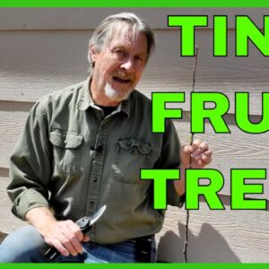 How to Espalier Apple Trees - First Year Pruning