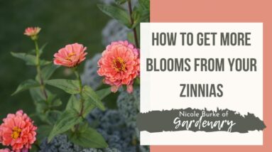 How to Get More Blooms from Zinnia Flowers