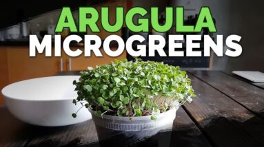 How to Grow Arugula Microgreens Fast and Easy