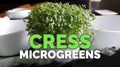 How to Grow Cress Microgreens Fast and Easy