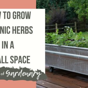 How to Grow Herbs in a Small Space