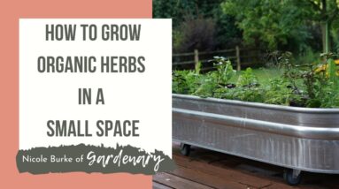 How to Grow Herbs in a Small Space