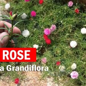 Portulaca grandiflora - How to Grow Moss rose, Rose moss, Button Rose - Seeds, Care and Propagation
