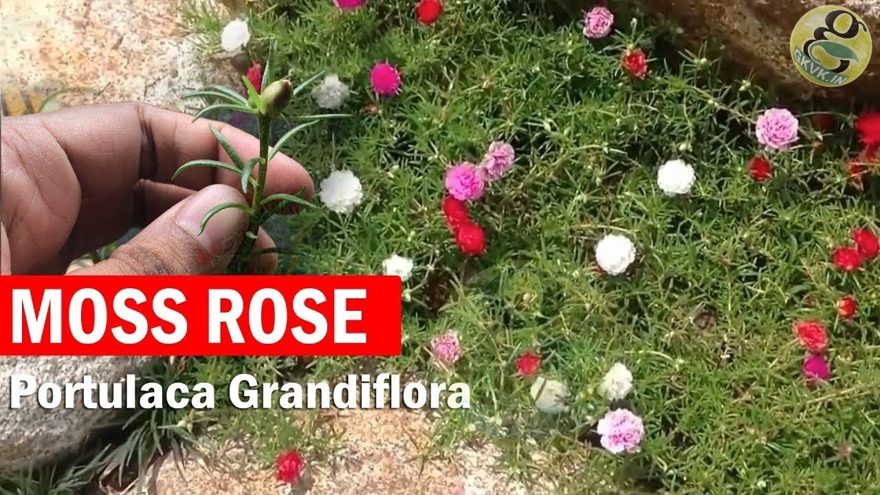 Portulaca Grandiflora How To Grow Moss Rose Rose Moss Button Rose 