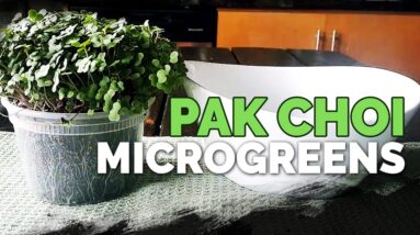 How to Grow Pak Choi Microgreens Fast and Easy