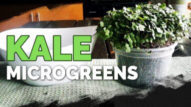 How to Grow Red Russian Kale Microgreens