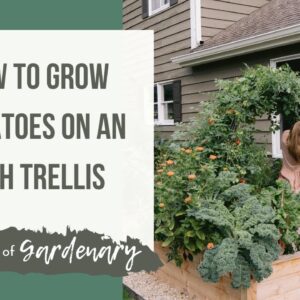 How to Grow Tomatoes Up an Arch Trellis with Nicole Burke of Gardenary