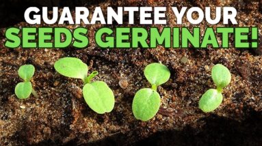 How to Guarantee Seed Germination With Math!