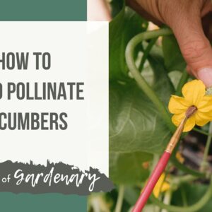 How to Hand Pollinate Cucumbers