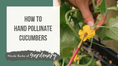 How to Hand Pollinate Cucumbers