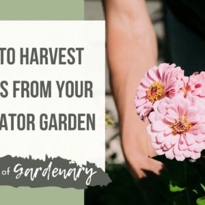 How to Harvest Zinnias From Your Pollinator Garden