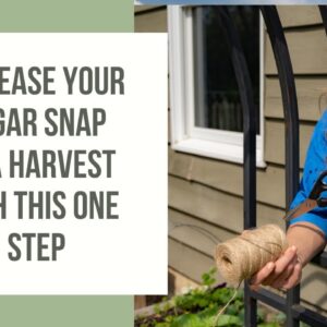 How to Improve Your Sugar Snap Peas Growth on a Trellis