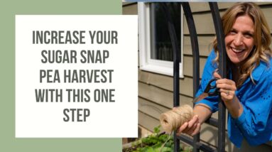 How to Improve Your Sugar Snap Peas Growth on a Trellis