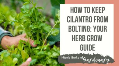 How to Keep Cilantro From Bolting: Your Herb Grow Guide