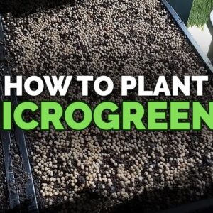How to Plant Microgreens (And What Soil to Use)