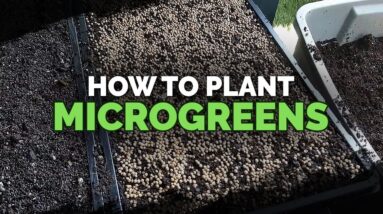 How to Plant Microgreens (And What Soil to Use)