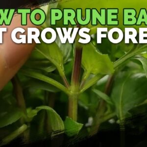 How to Prune Basil So It Grows Forever!