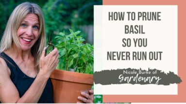 How to Prune Basil So You Never Run Out