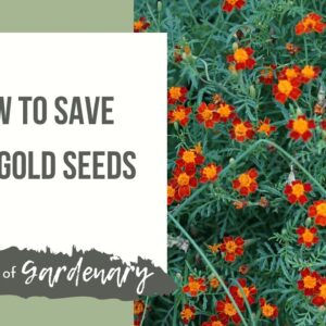 How to Save Marigold Seeds