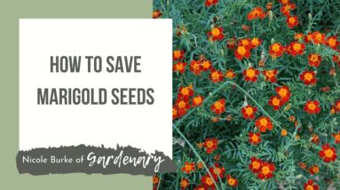 How to Save Marigold Seeds