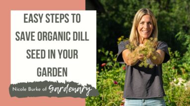 How to Save Organic Dill Seed