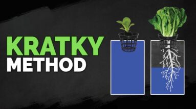How to Set Up The Kratky Hydroponics Method (Tutorial)