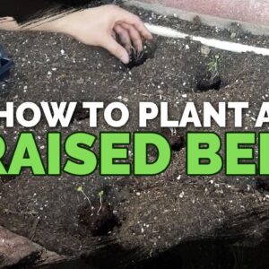 How to Start Seeds, Transplant, and Fertilize a Raised Bed