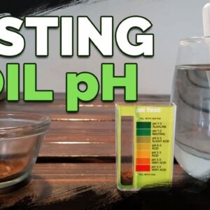 How to Test and Measure Your Soil pH at Home