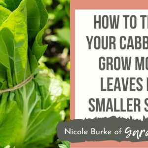 How to Tie Up Your Cabbages: Grow More Leaves in a Smaller Space
