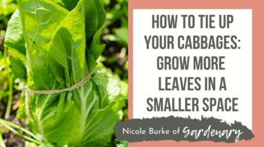 How to Tie Up Your Cabbages: Grow More Leaves in a Smaller Space