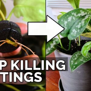 How to Transplant Water-Rooted Cuttings Without Killing Them (Foolproof)