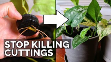 How to Transplant Water-Rooted Cuttings Without Killing Them (Foolproof)