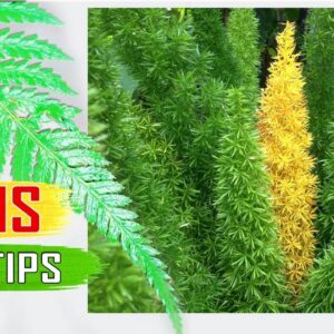 House Ferns: Care Tips | Christmas Fern, Boston Fern, Foxtail Fern, Asparagus Fern Care: Garden Tips